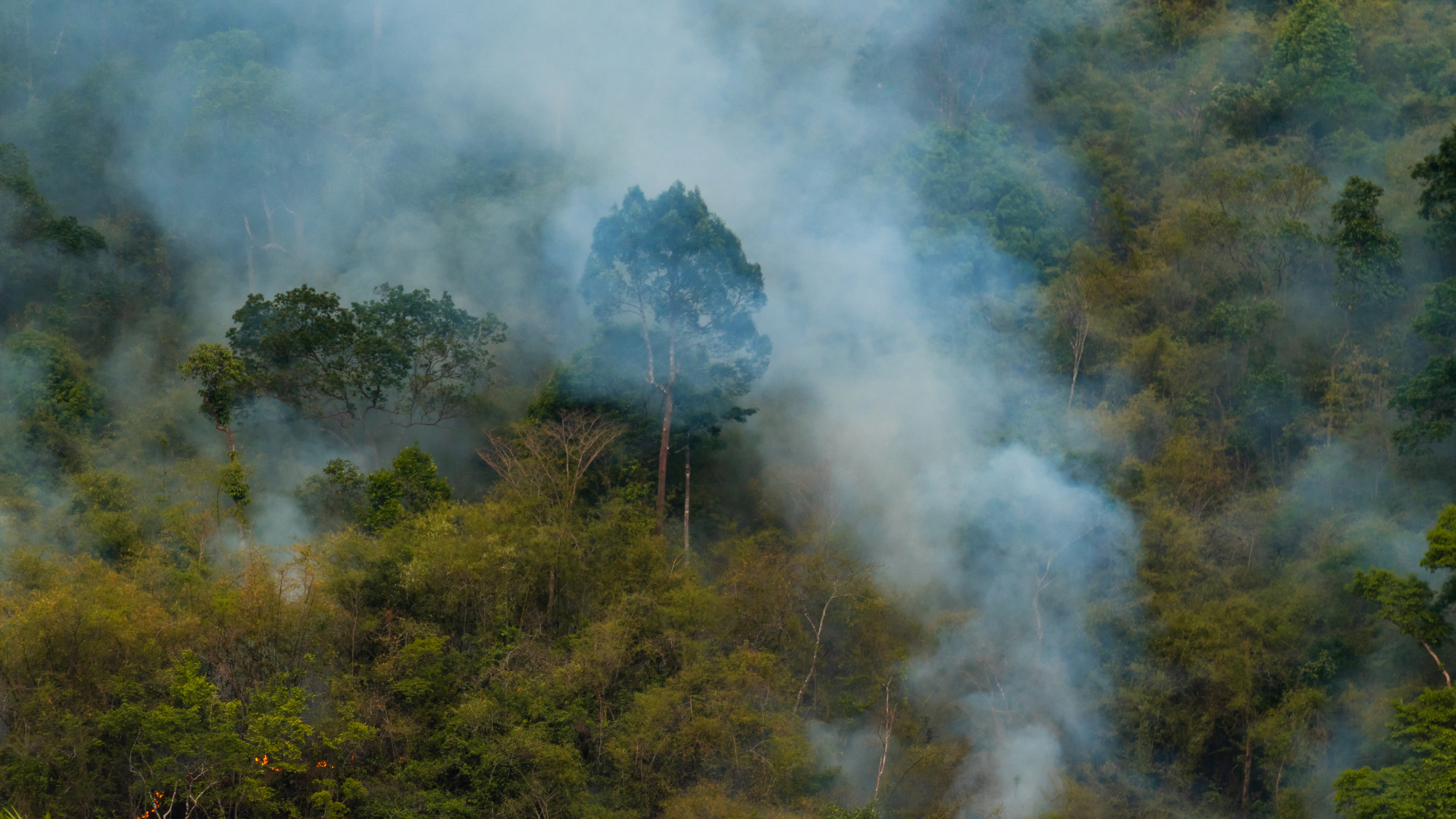 Wildfire Survival Guide:  6 Essential Steps to Take Now