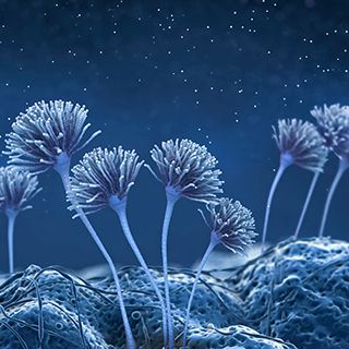 It’s time to talk mold!!