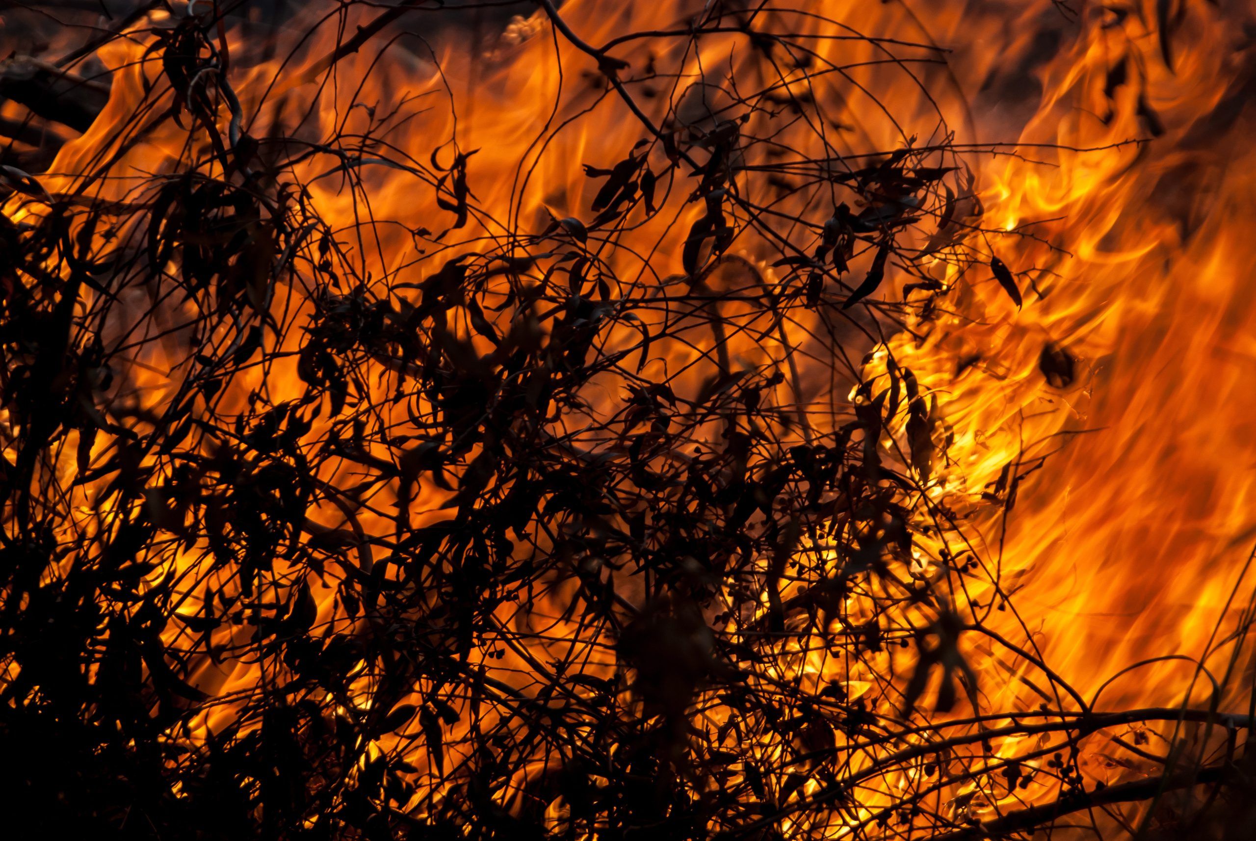 Wildfires Are Ablaze – Are You Prepared for a Disaster?