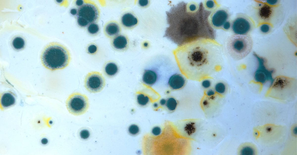 New CDC Mold Data (2026): What It Really Means
