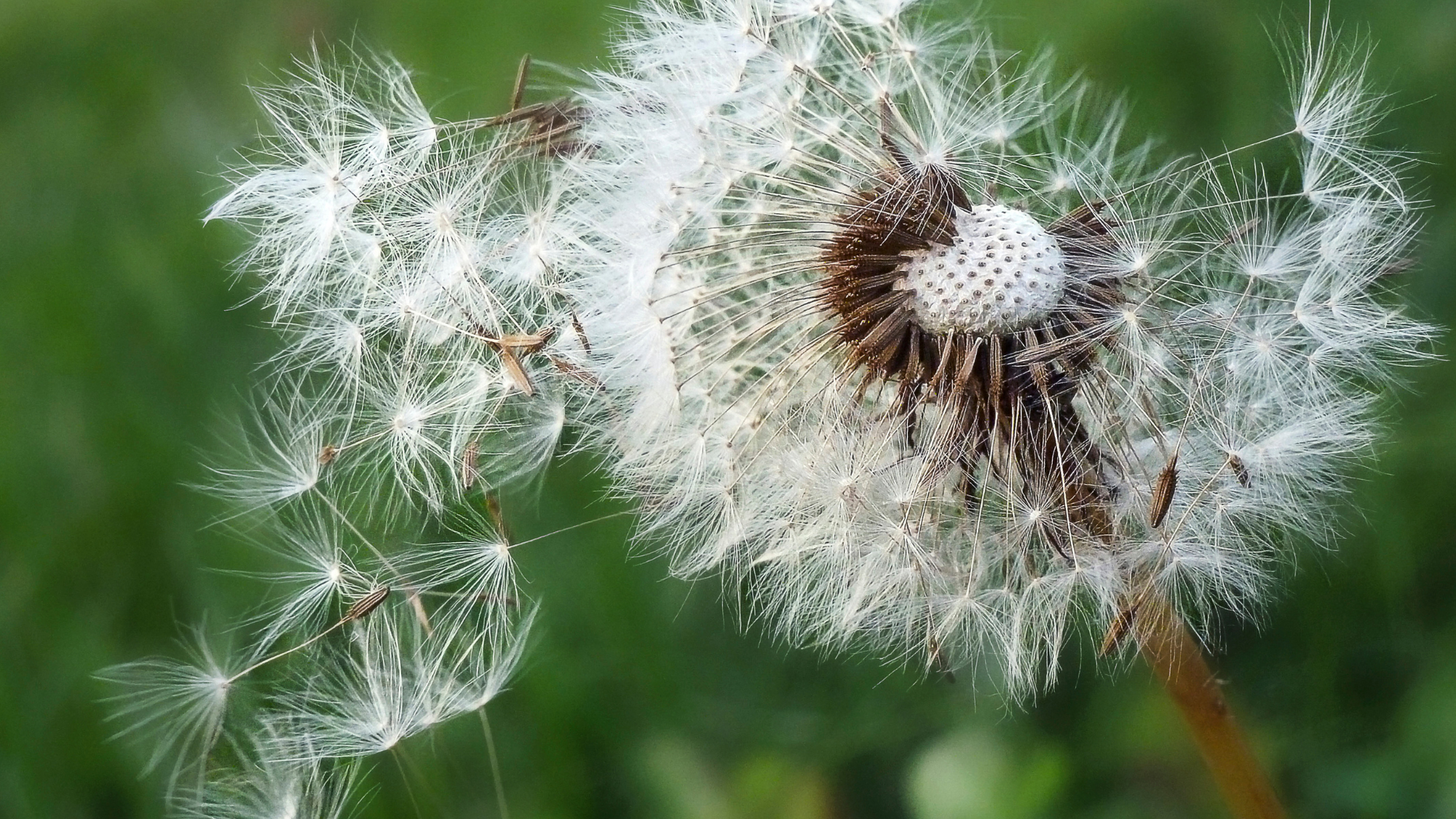 The 3 Varieties of Pollen You Need to Know About