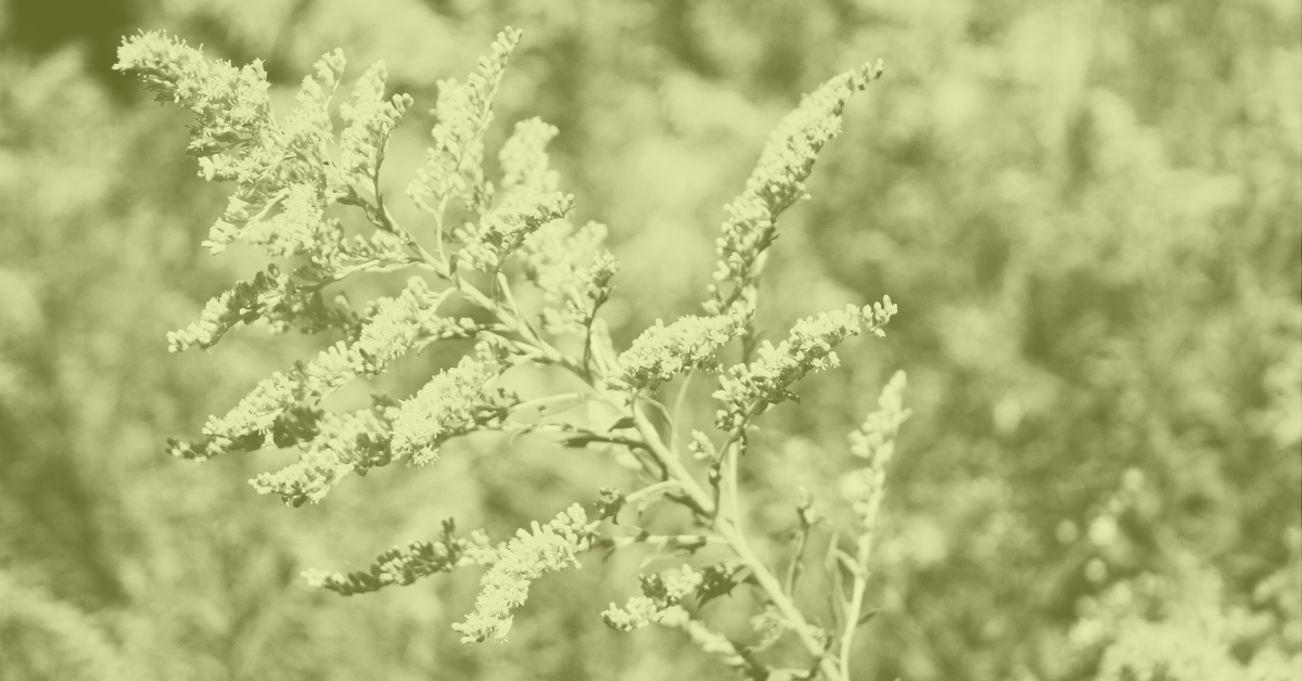 Ragweed