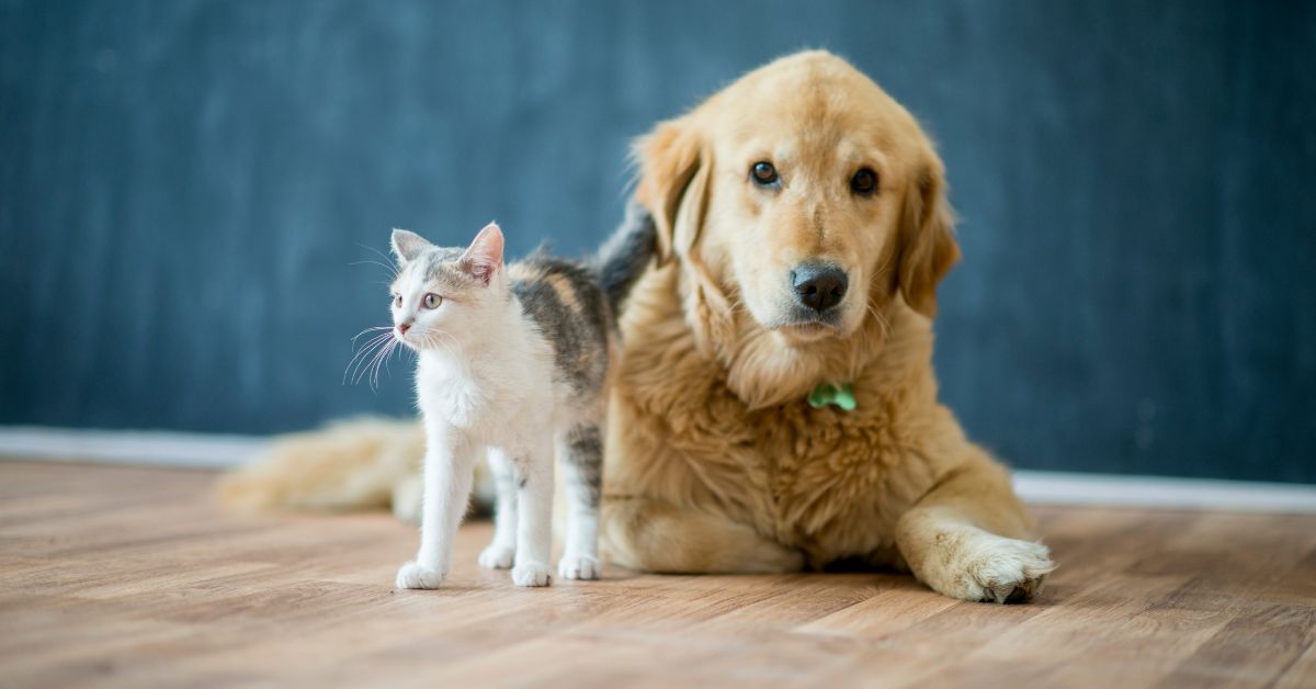 Young golden retriever dog lying down next to a young grey and white cat