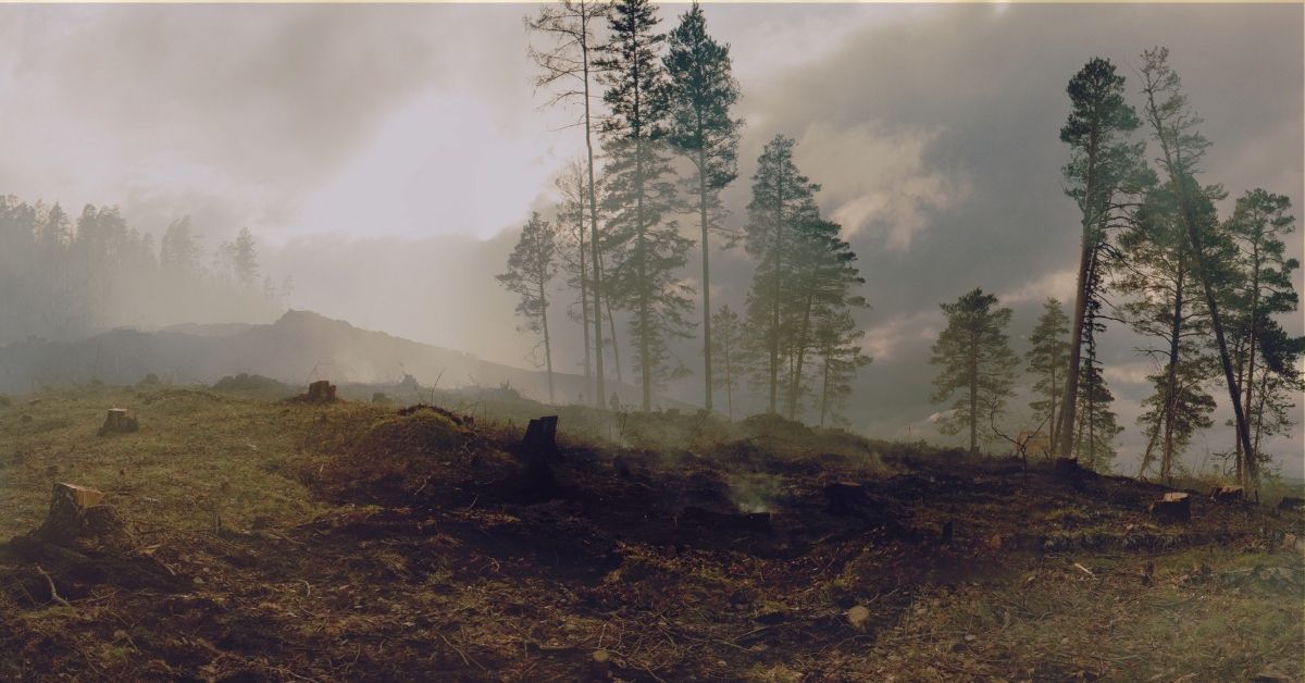 Forest and smoke from wildfires