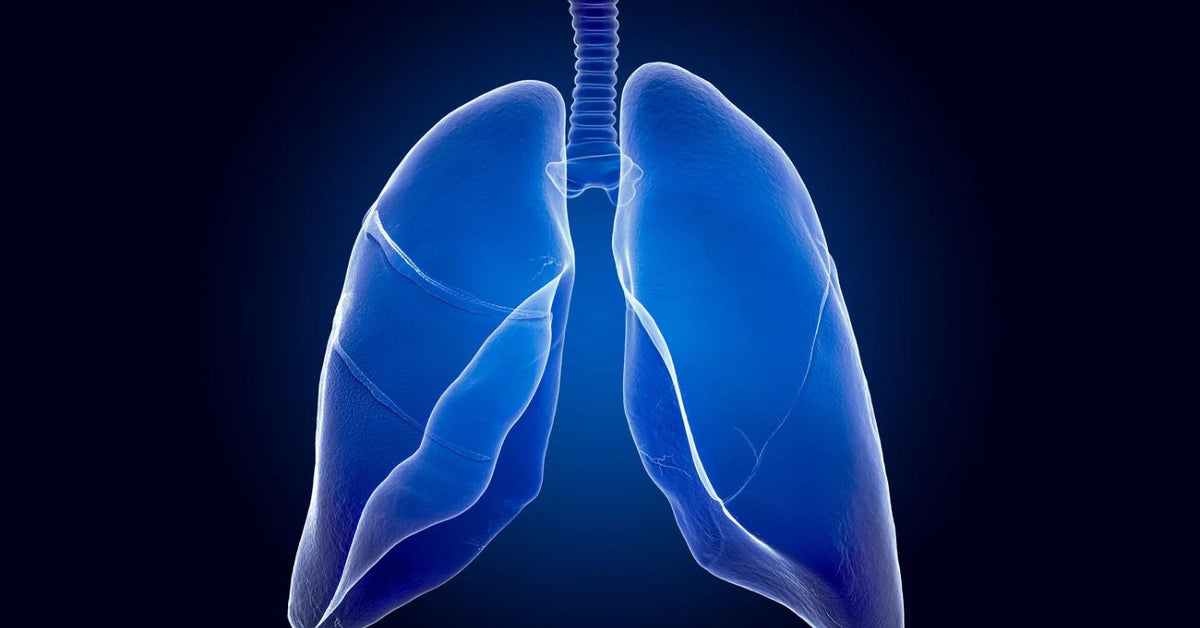 Illustration of human lungs and the trachea, shown in blue against a dark background.