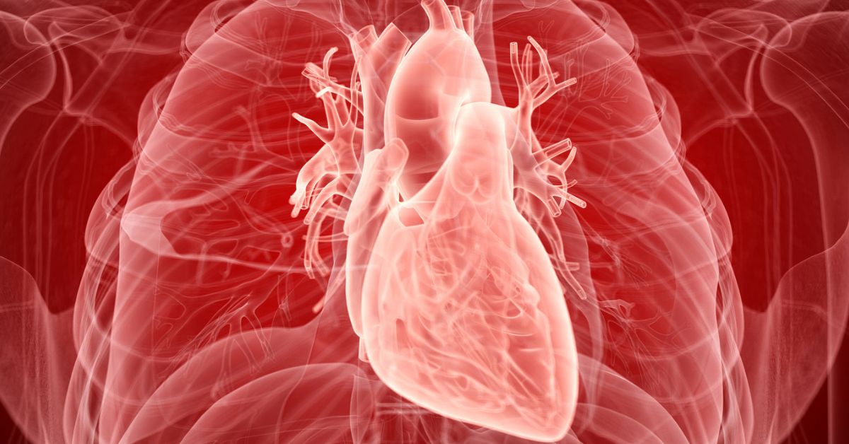 A detailed digital graphic with a close-up, interior view of a human chest with the heart featured in the middle. 