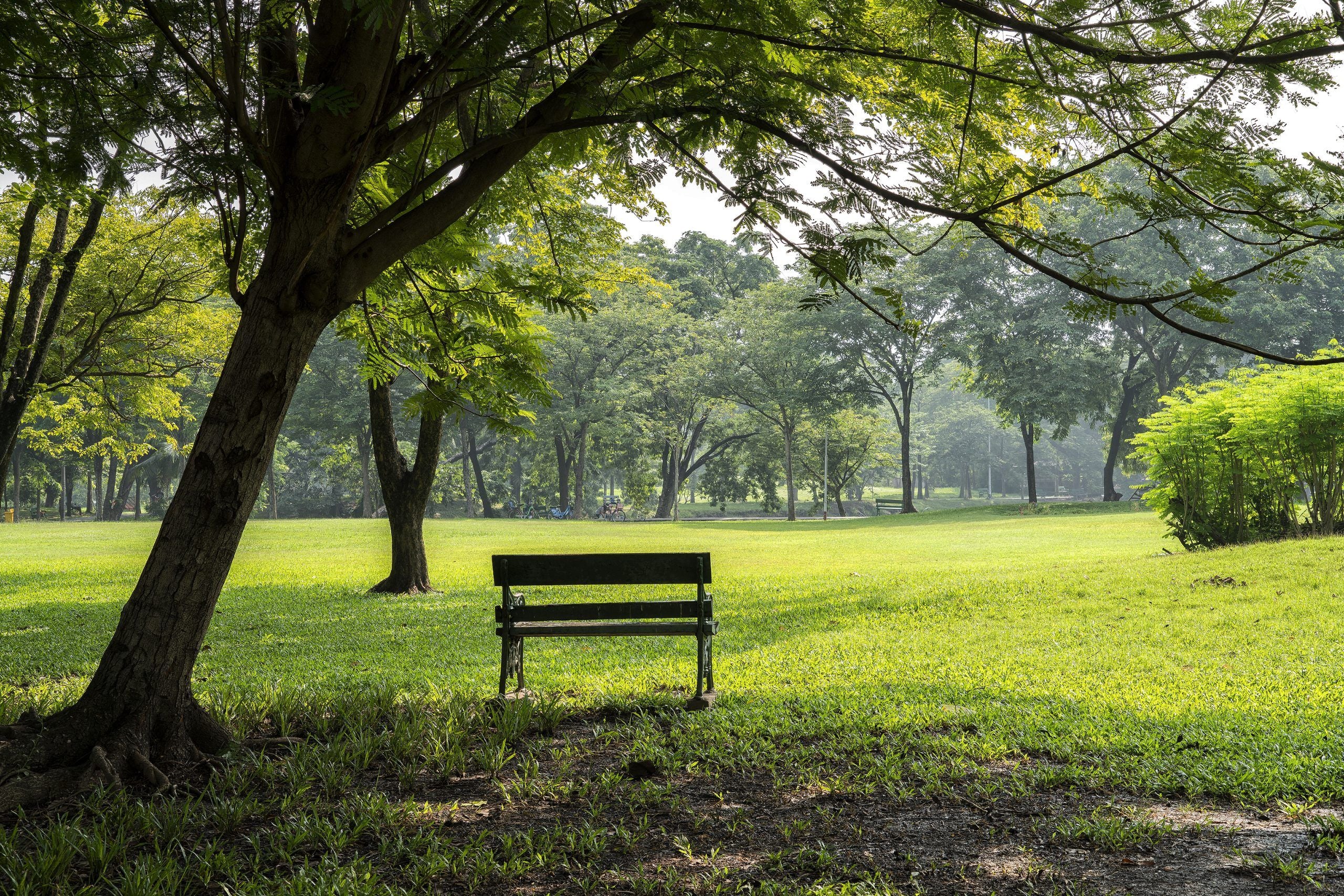 Hypo-Allergenic Parks in Our Cities