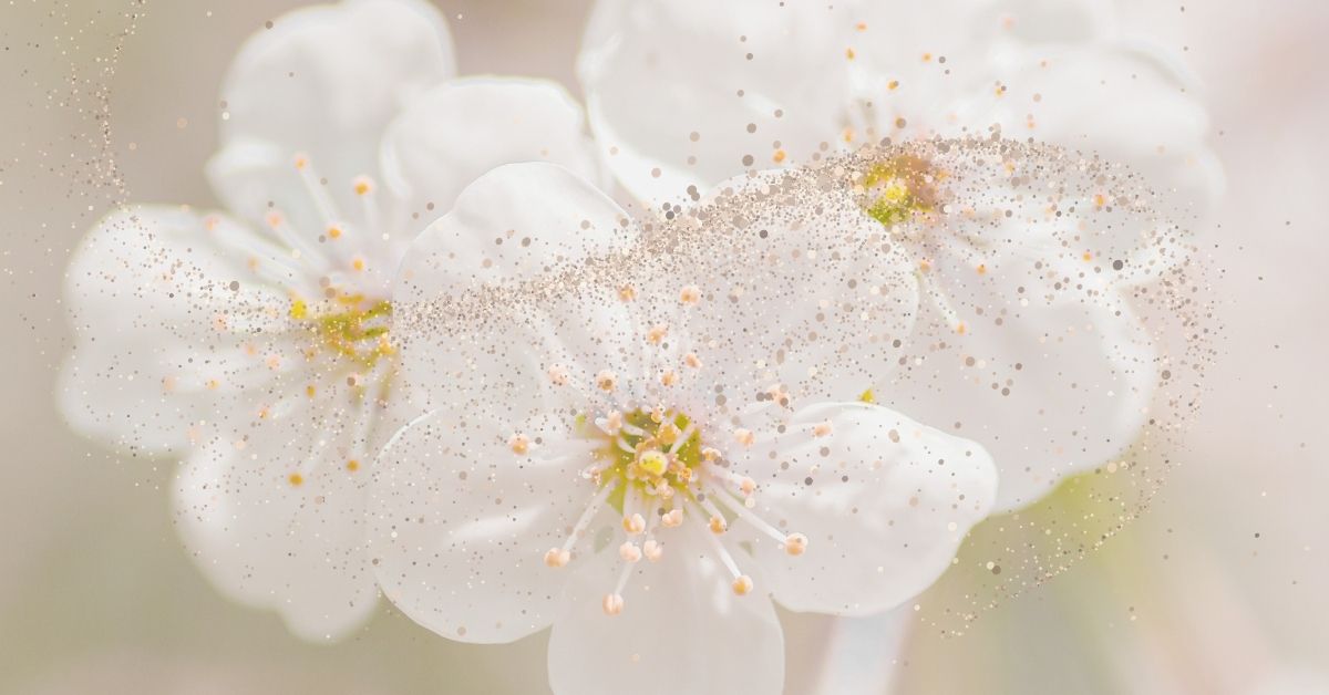 A close up photo of white flowers with pollen swirling in the air.