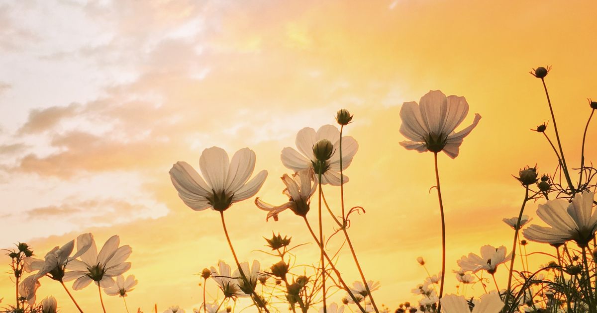 Spring flowers with sunny sky above
